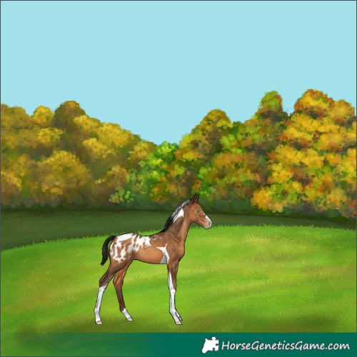 Horse Color:Gray Amber Champagne Tobiano Appaloosa Rabicano 