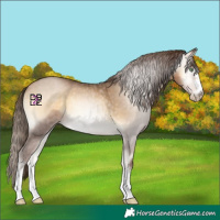 Horse Color:Gray Buckskin Pearl Onyx