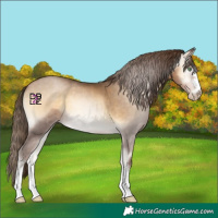 Horse Color:Gray Buckskin Pearl Onyx 
