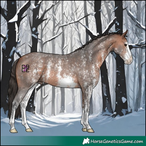 Horse Color:Bay Sabino