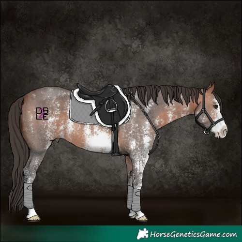 Horse Color:Bay Sabino 