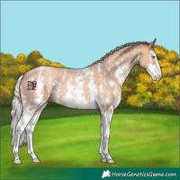 Horse Color:Silver Amber Champagne Sabino 