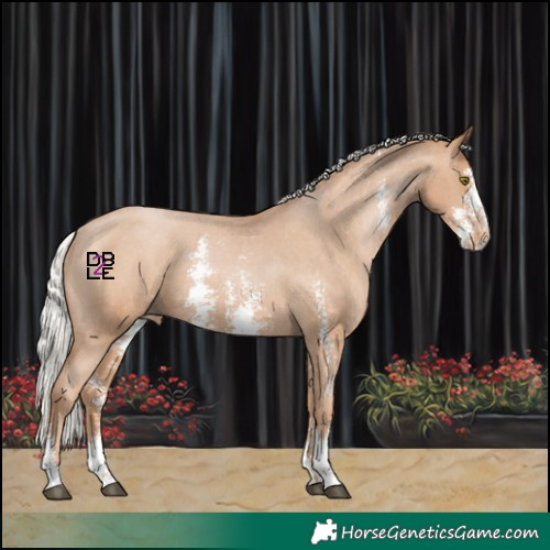 Horse Color:Silver Black Pearl Sabino Appaloosa 