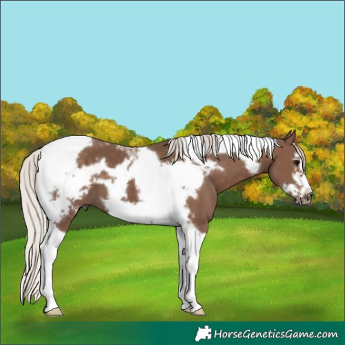 Horse Color:Silver Black Tobiano Frame 