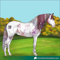 Horse Color:Nacre Sable Champagne Sabino Splash Tobiano Appaloosa