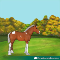 Horse Color:Silver Bay Tobiano 