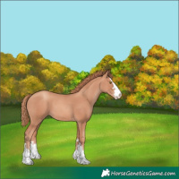 Horse Color:Gold Champagne 