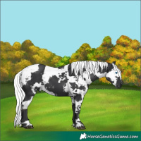 Horse Color:Black Harlequin Merle 