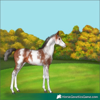 Horse Color:White Spotted Bay Appaloosa