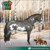 Horse Color:Grullo Frame Rabicano 