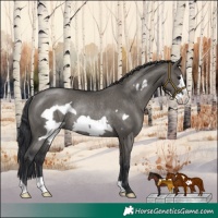 Horse Color:Grullo Frame Rabicano 