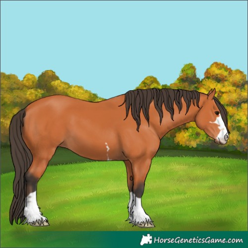Horse Color:Bay 