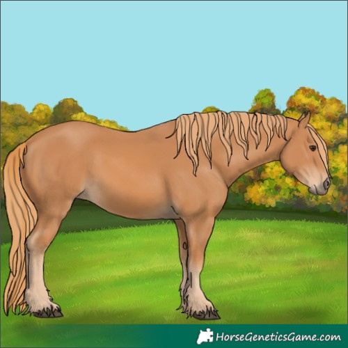 Horse Color:Chestnut 