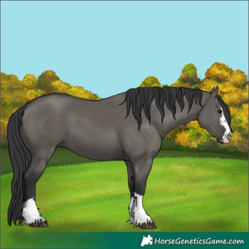 Horse Color:Grullo 