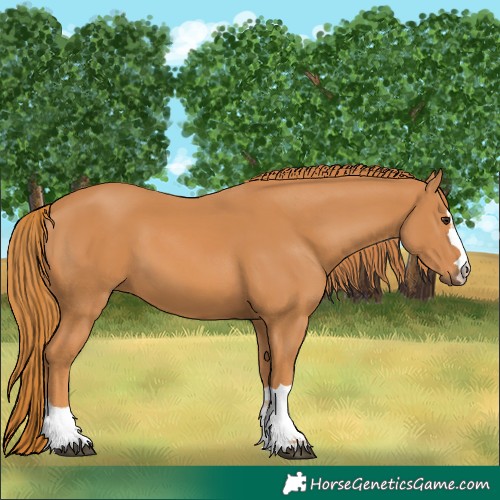 Horse Color:Chestnut 