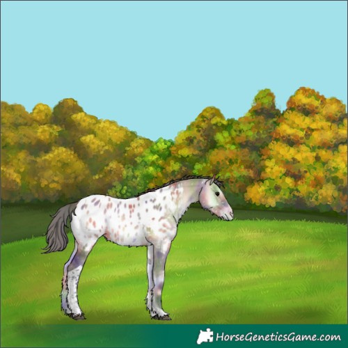 Horse Color:Nacre Brown Onyx Tobiano Appaloosa 