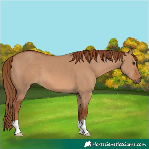 Horse Color:Red Dun 