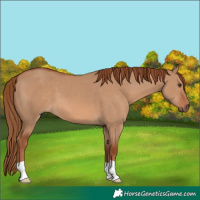 Horse Color:Red Dun