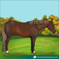 Horse Color:Liver Chestnut
