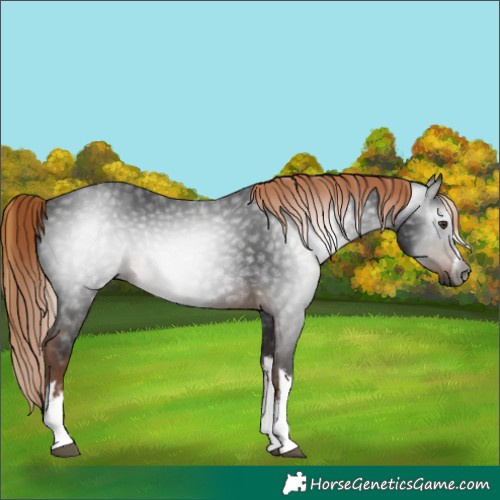 Horse Color:Gray White Spotted Liver Chestnut 