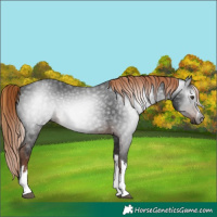 Horse Color:Gray White Spotted Liver Chestnut 