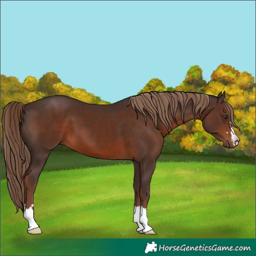 Horse Color:Liver Chestnut 