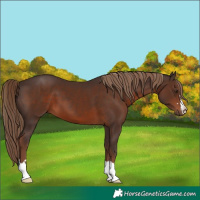 Horse Color:Liver Chestnut 