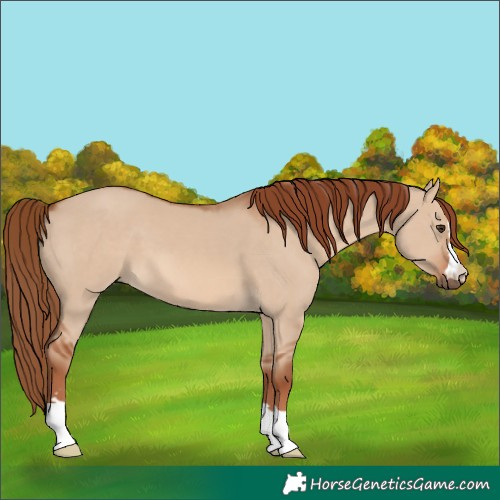 Horse Color:Red Dun 