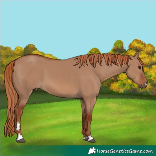 Horse Color:Red Dun 
