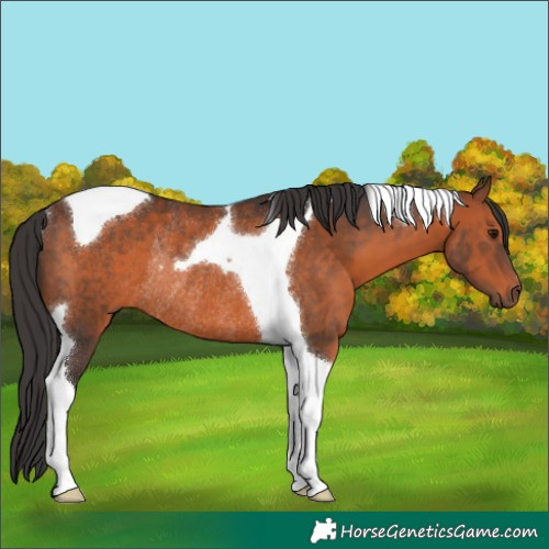 Horse Color:Brown Tobiano Rabicano