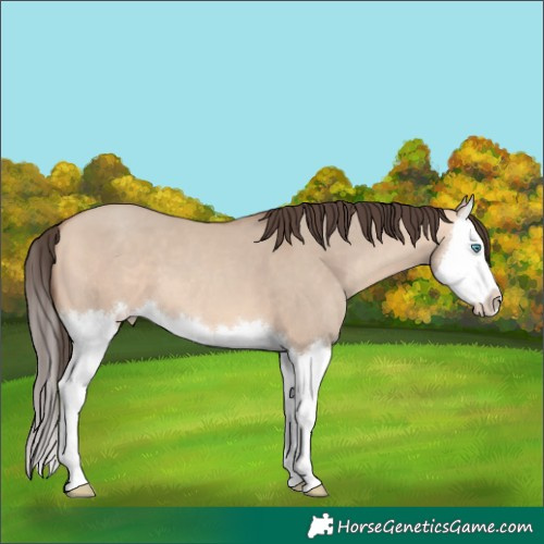 Horse Color:Amber Champagne Dun Splash 