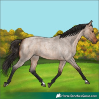Horse Color:Bay Roan Dun 