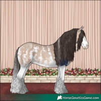 Horse Color:Amber Champagne Sabino Splash
