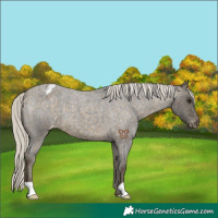 Horse Color:Silver Buckskin Roan Appaloosa 