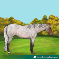 Horse Color:Silver Brown Roan Appaloosa