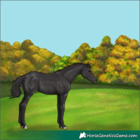 Horse Color:Smoky Black