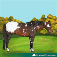 Horse Color:White Spotted Brown Appaloosa 