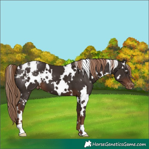 Horse Color:White Spotted Liver Chestnut Varnish 