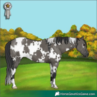Horse Color:White Spotted Grullo