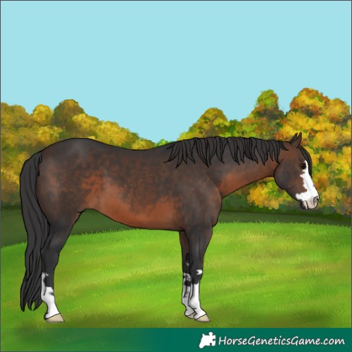 Horse Color:Brown 