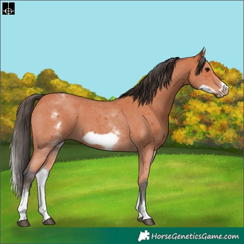 Horse Color:White Spotted Bay Sabino Frame
