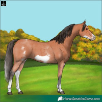 Horse Color:White Spotted Bay Sabino Frame 
