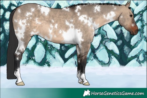 Horse Color:White Spotted Brown Dun 