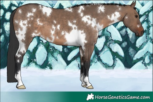 Horse Color:White Spotted Brown Dun