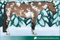 Horse Color:White Spotted Brown Dun 