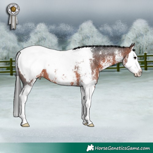 Horse Color:White Spotted Brown Splash Appaloosa