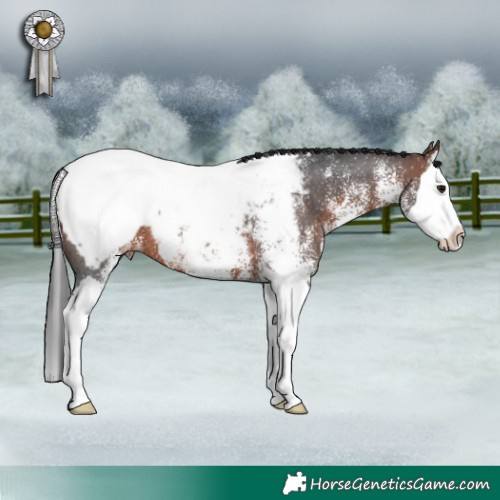 Horse Color:White Spotted Brown Splash Snowcap