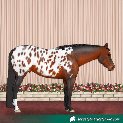 Horse Color:Brown Appaloosa 