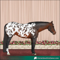 Horse Color:Brown Near Leopard 