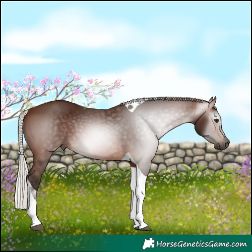 Horse Color:Gray Silver Bay Tobiano